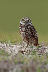 Wall Mural - Curious Owl