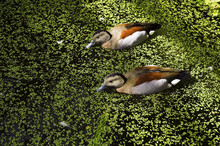 Two Ducks In A Green Pond