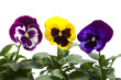 Colourful  Pansies in a row isolated over white