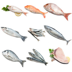 Sticker - collection of mediterranean fish