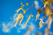 Leinwanddruck Bild - birch tree aments spreading pollen 01
