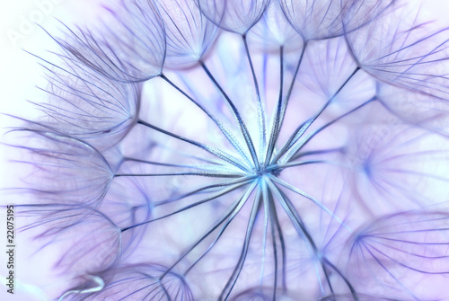 Naklejka - mata magnetyczna na lodówkę Dmuchawiec w odcieniach fioletu
