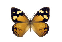 Butterfly - Common Brown, Heteronympha Merope