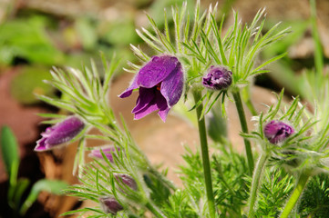 Wall Mural - Kuechenschelle - pasque flower 06