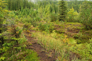 Canvas Print - Piller Moor - Piller Swamp 15