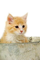 Sticker - Kitten in bucket