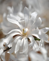 white magnolia flower