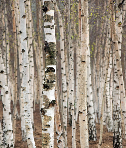 Naklejka dekoracyjna Birch trees in spring