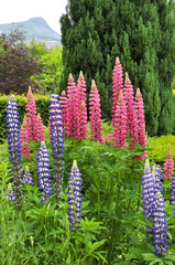 Wall Mural - Fleurs de lupin roses et bleues