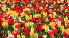 Field Of Tulips.
