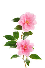 Camellia Branch With Two Flowers