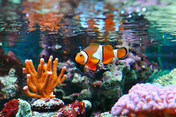 Sticker - Ocellaris clownfish