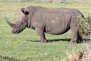Wall Mural - white rhino portrait