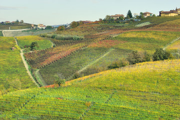  autumnal landscape with vineyards in the Langhe, Italy,