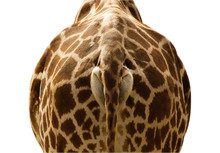 Giraffenhintern