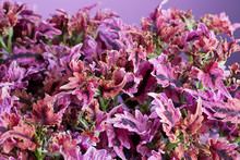 Background Of Colorful Leaves Of The Coleus Plant