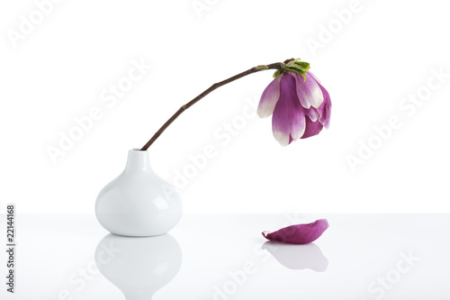 Fotomural wilting magnolia blossom in white vase