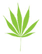 Green marihuana leaf