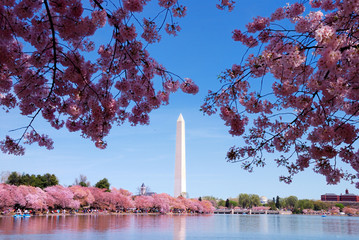 Canvas Print - Washington DC cherry blossom