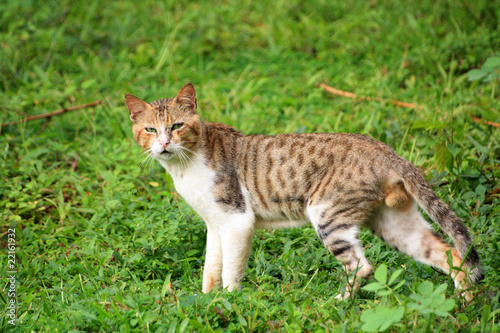 Indian Cat Stock Photo Adobe Stock indian-cat-stock-photo-adobe-stock