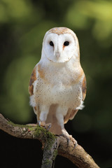 Wall Mural - Barn Owl