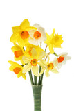Fototapeta Kwiaty - Daffodils in vase closeup