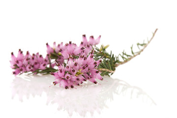 purple heather