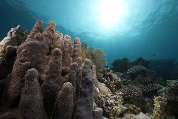 Wall Mural - Ocean and coral taken in the Red Sea.