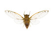 Cicada, cicadidae