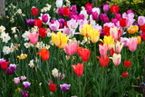 Fototapeta Tulipany - tulipani