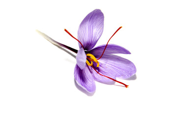 Wall Mural - saffron flower