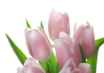 Wall Mural - Beautiful Tulips isolated on white