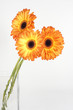 © Falex - Three gerbera