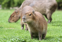 Junges Capybara