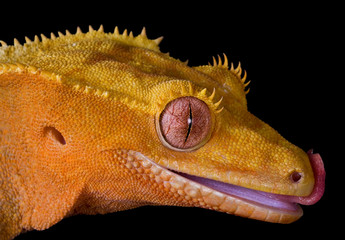 Wall Mural - Crested gecko licking lips