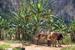 Bananenplantage in Vinales