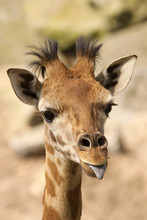 Young Giraffe Sticking Out Its Tongue