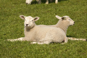 Two little lambs laying in the grass