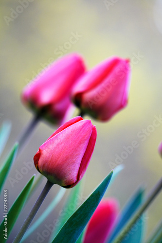 Tapeta ścienna na wymiar red tulips, diagonal