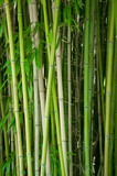 Fototapeta Sypialnia - Bambus