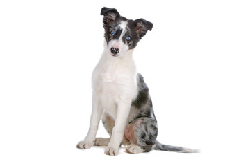 Wall Mural - front view of a border collie dog looking at camera