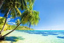 Palm Tree Hanging Over Stunning Blue Lagoon