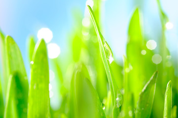 Wall Mural - fresh wet grass in sun rays, closeup