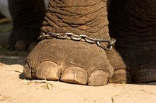 Elephant Chained Foot