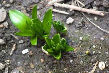 Wall Mural - Closeup photo of young green sprouts