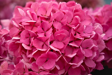  Colorful flowers. Close shot