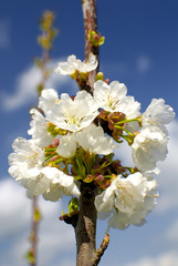 Fioritura di primavera