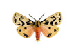 Crimson tiger moth, Spilosoma curvata