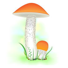 Group Of Mushrooms On Green Grass