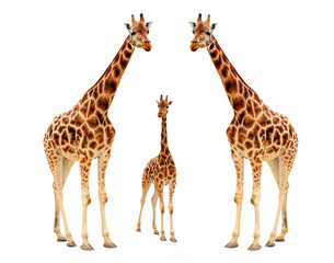 Wall Mural - The giraffe (Giraffa camelopardalis).